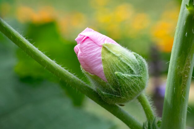 Primer plano de una planta con flores rosas