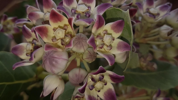 Foto primer plano de una planta con flores rosas