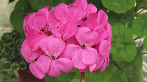 Foto primer plano de una planta con flores rosas