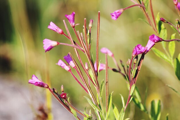 Primer plano de una planta con flores rosas