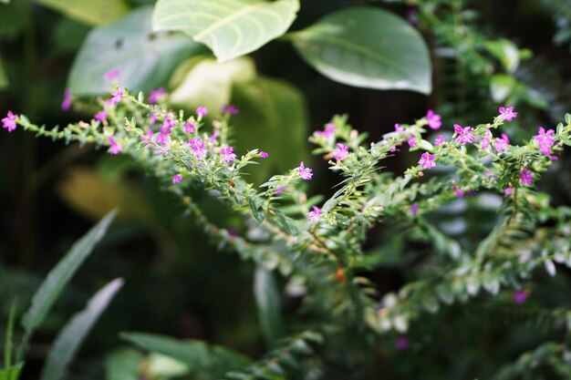 Foto primer plano de una planta con flores rosas