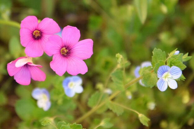 Foto primer plano de una planta con flores rosas