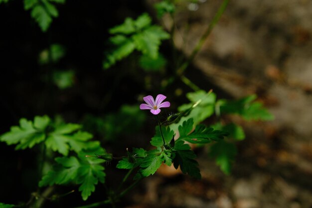 Foto primer plano de una planta con flores rosas