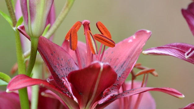 Primer plano de una planta con flores rosas