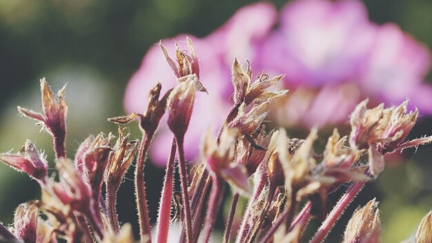 Foto primer plano de una planta con flores rosas