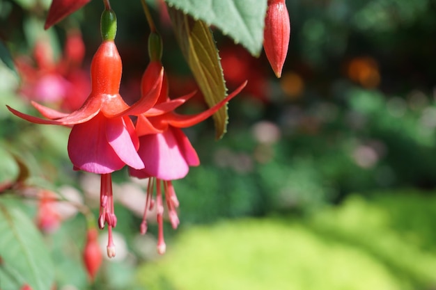 Primer plano de una planta con flores rosas