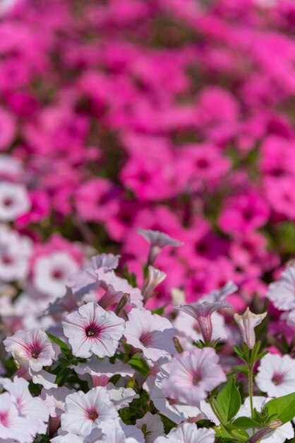 Foto primer plano de una planta con flores rosas