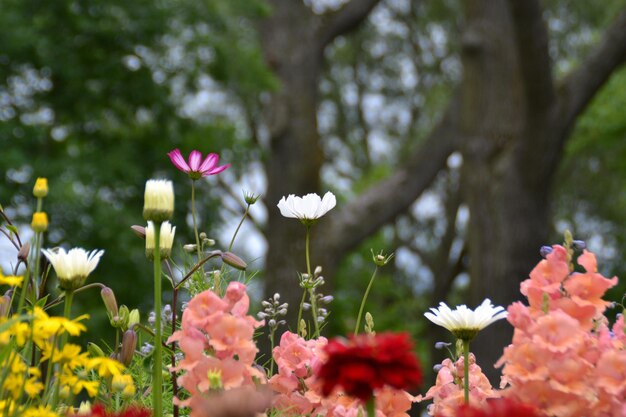 Foto primer plano de una planta con flores rosas