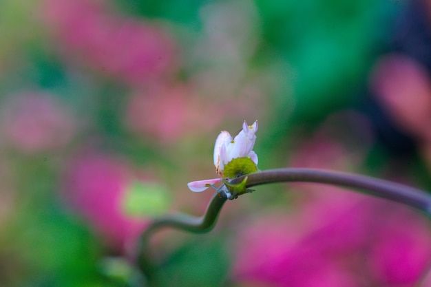 Primer plano de una planta con flores rosas