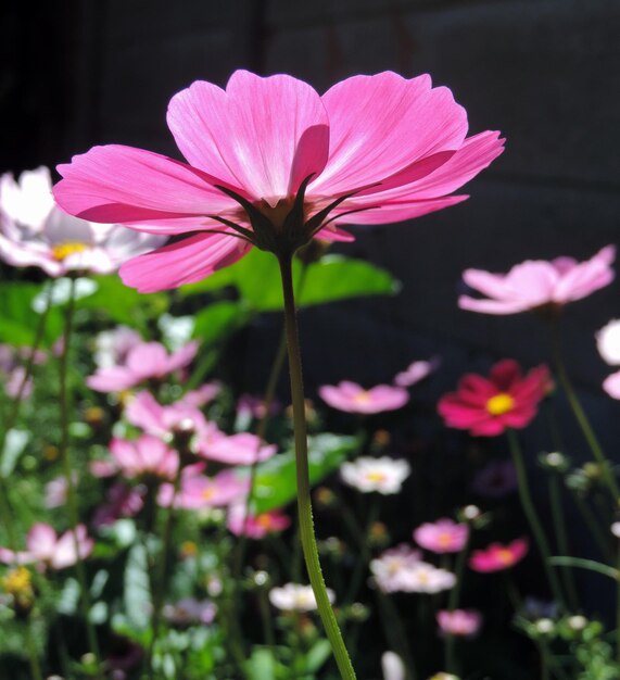 Foto primer plano de una planta con flores rosas