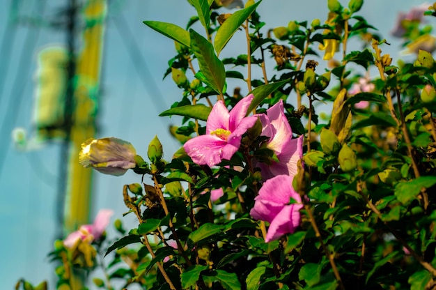 Primer plano de una planta con flores rosas