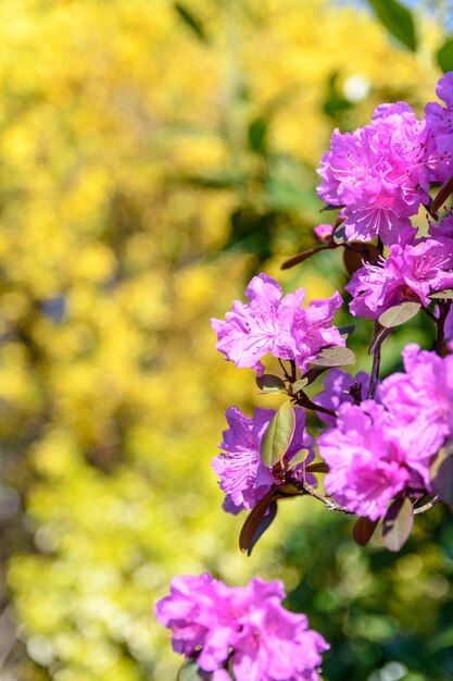 Foto primer plano de una planta con flores rosas