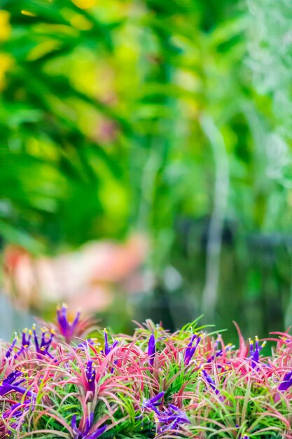 Foto primer plano de una planta con flores rosas