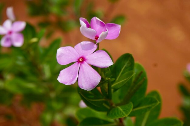 Foto primer plano de una planta con flores rosas