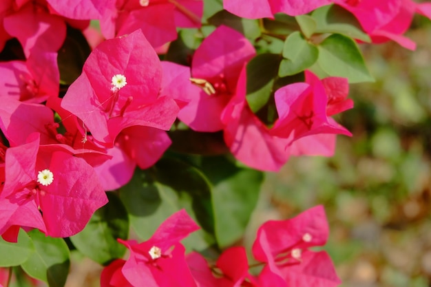 Foto primer plano de una planta con flores rosas