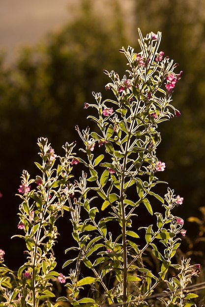 Foto primer plano de una planta con flores rosas