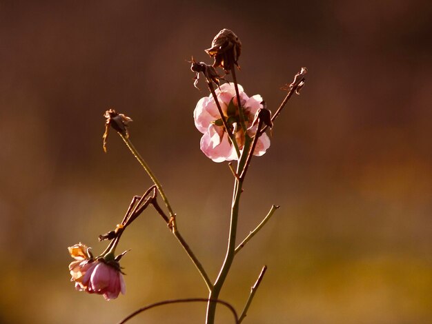 Foto primer plano de una planta con flores rosas