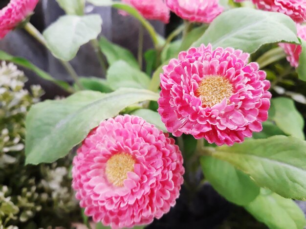 Foto primer plano de una planta con flores rosas