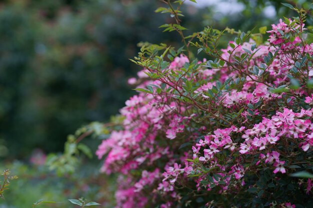 Foto primer plano de una planta con flores rosas