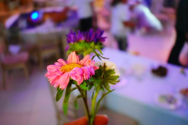 Foto primer plano de una planta con flores rosas