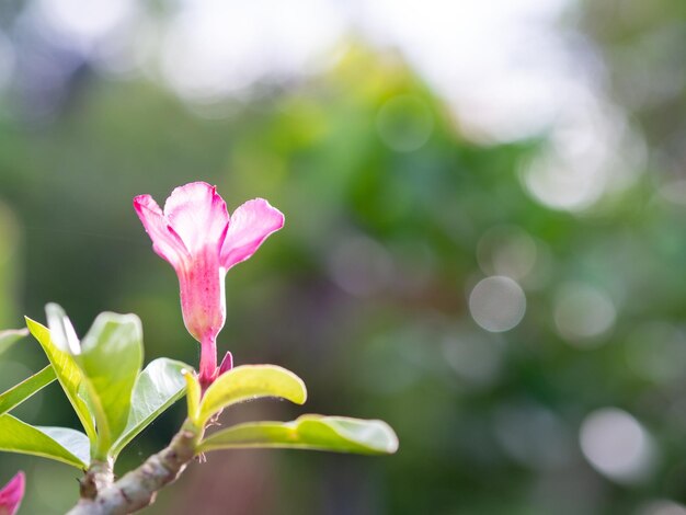 Foto primer plano de una planta con flores rosas