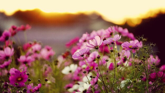 Foto primer plano de una planta con flores rosas