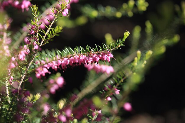 Foto primer plano de una planta con flores rosas