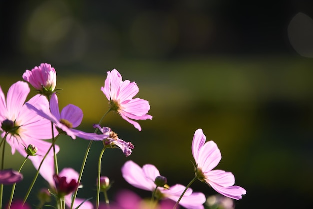 Primer plano de una planta con flores rosas