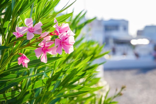 Foto primer plano de una planta con flores rosas