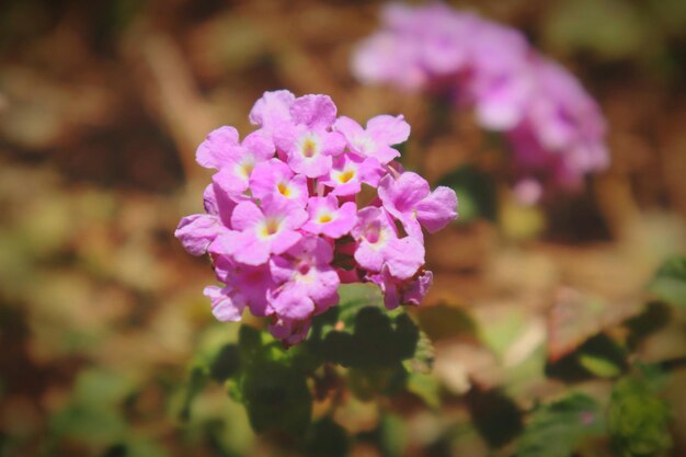 Foto primer plano de una planta con flores rosas