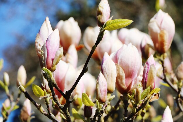 Primer plano de una planta con flores rosas