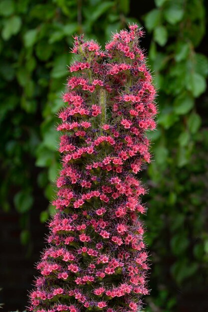 Foto primer plano de una planta con flores rosas