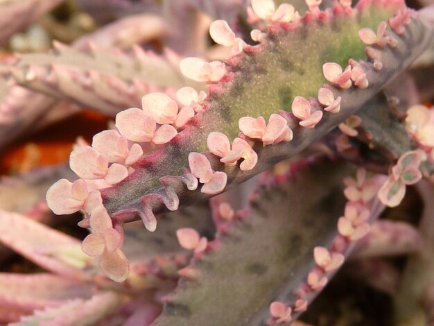 Foto primer plano de una planta con flores rosas