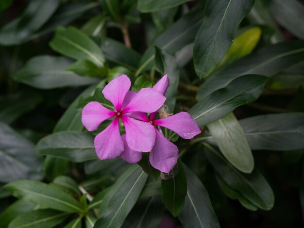 Foto primer plano de una planta con flores rosas