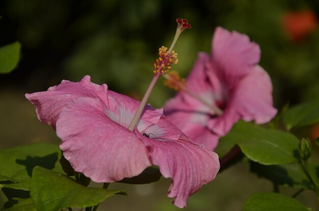 Foto primer plano de una planta con flores rosas