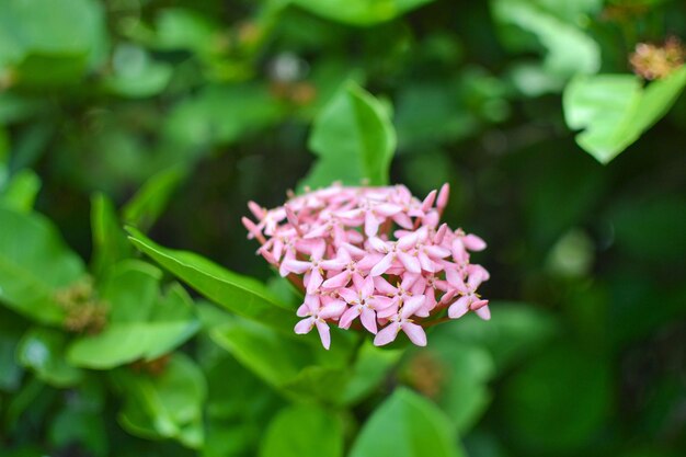 Foto primer plano de una planta con flores rosas