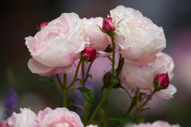 Primer plano de una planta con flores rosas