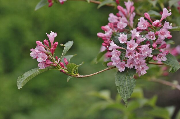 Foto primer plano de una planta con flores rosas