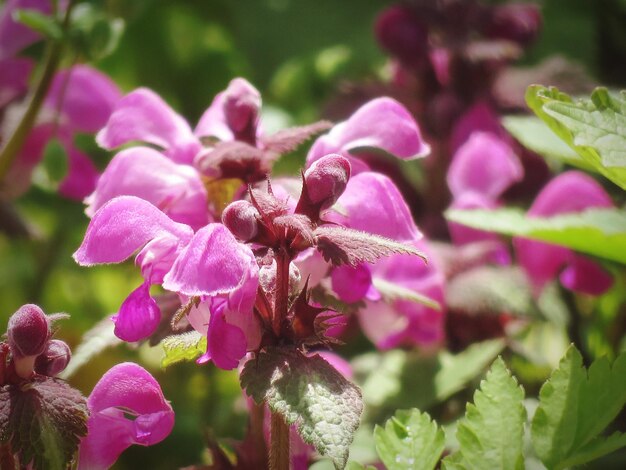 Foto primer plano de una planta con flores rosas