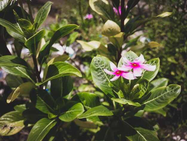 Foto primer plano de una planta con flores rosas