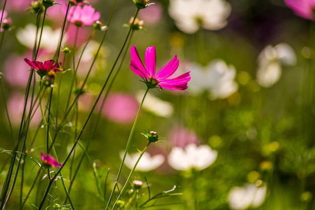 Foto primer plano de una planta con flores rosas