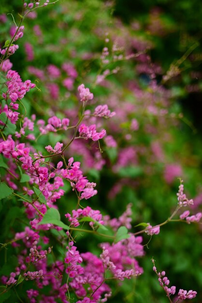 Foto primer plano de una planta con flores rosas