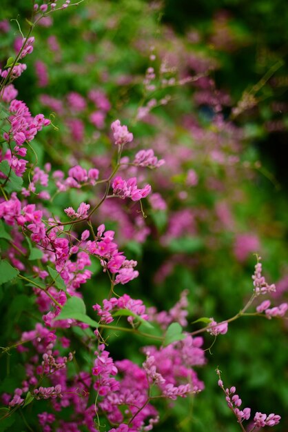 Primer plano de una planta con flores rosas