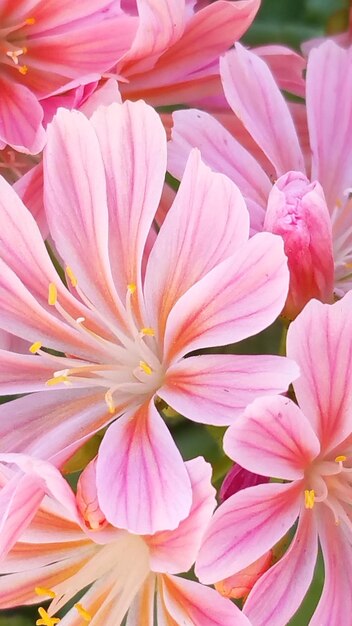 Foto primer plano de una planta con flores rosas