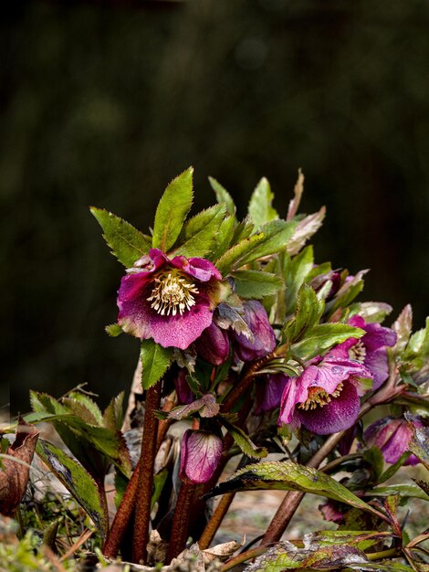 Foto primer plano de una planta con flores rosas