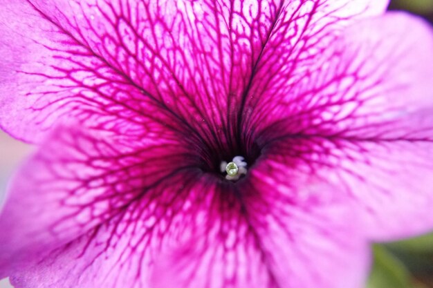 Foto primer plano de una planta con flores rosas