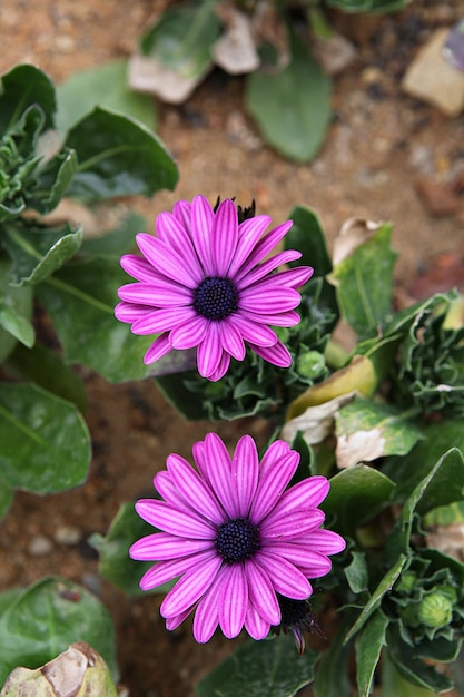 Primer plano de una planta con flores rosas