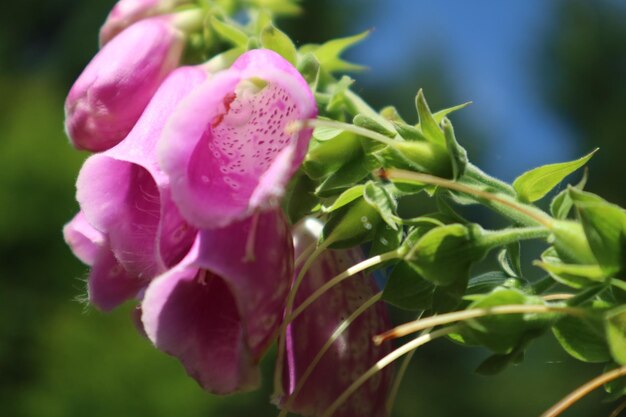 Foto primer plano de una planta con flores rosas