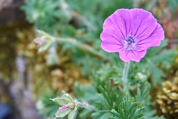 Primer plano de una planta con flores rosas