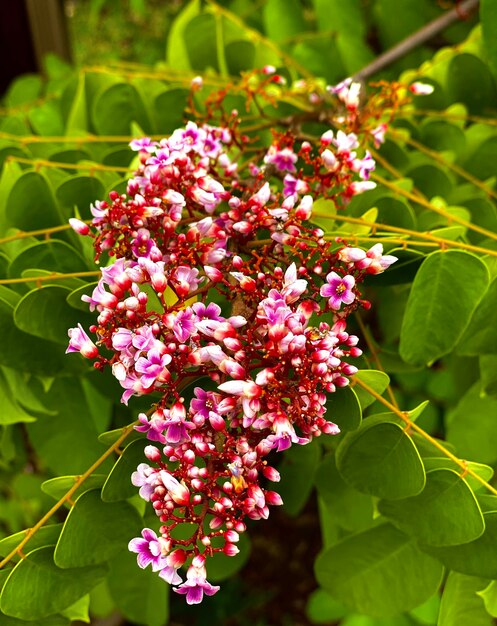 Foto primer plano de una planta con flores rosas